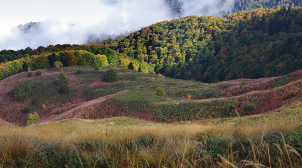 Отбелязваме 100 години Седмица на гората