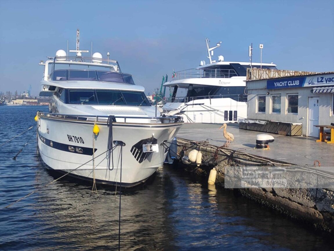 Пеликанът Стойчо се завърна (ВИДЕО)