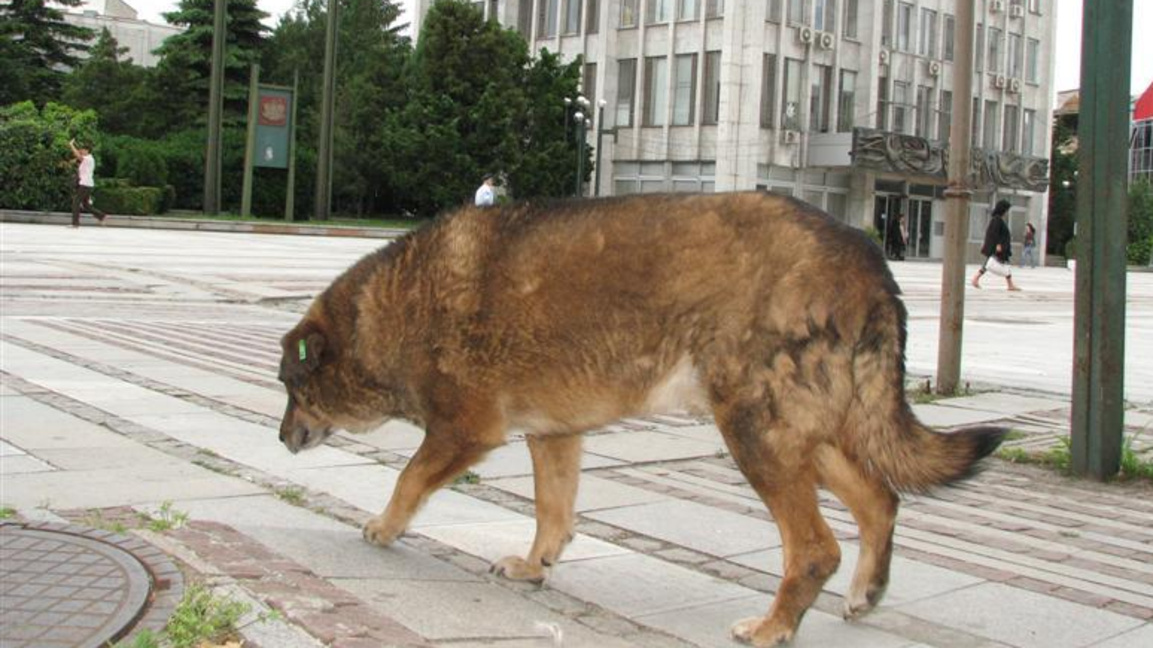 Бездомно куче