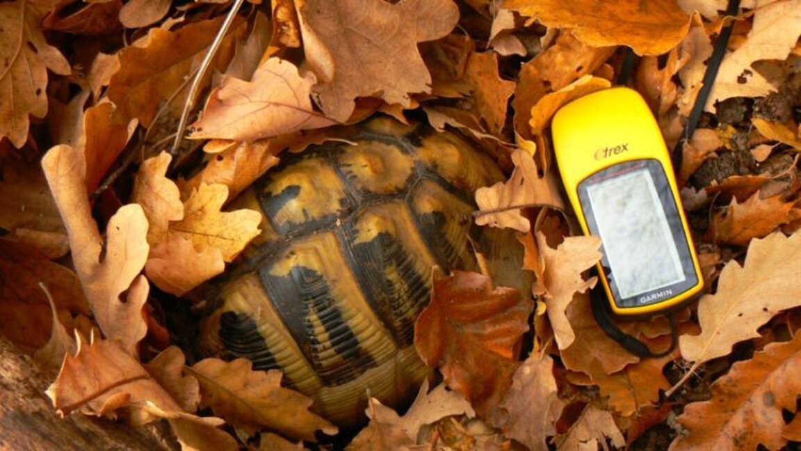 Rettungszentrum bei Banja kümmert sich um über 200 Schildkröten