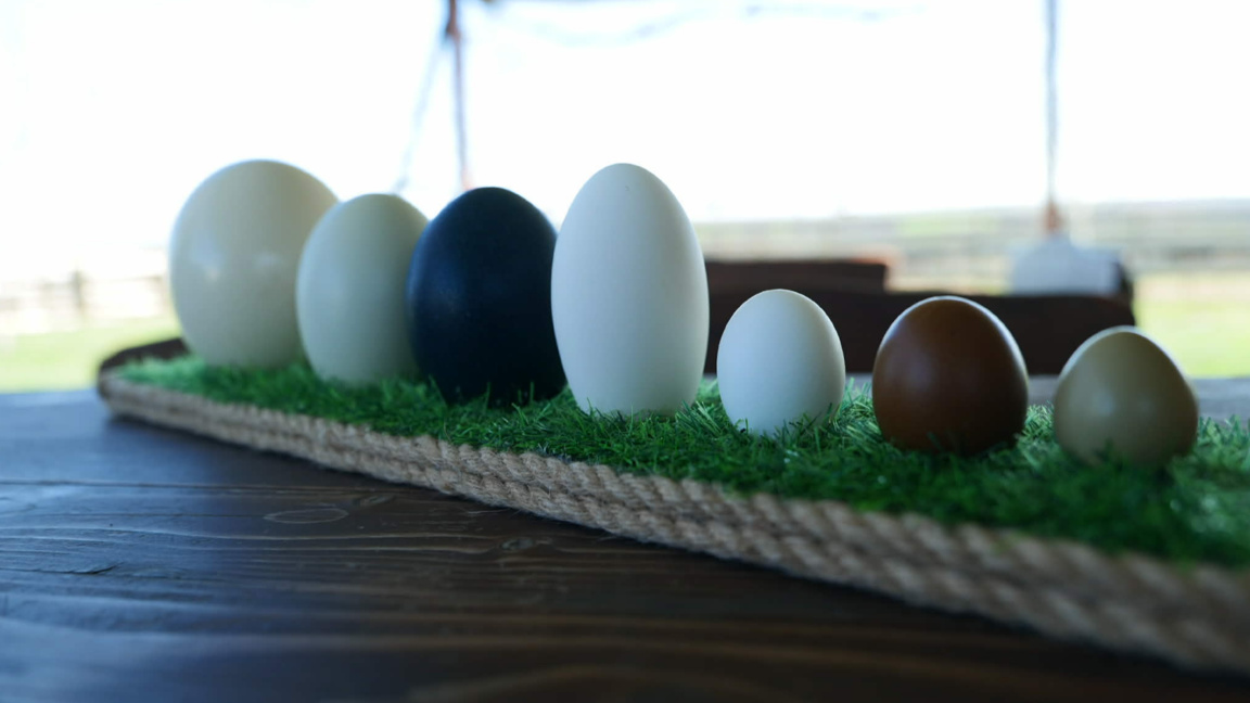 Многообразието на яйцата