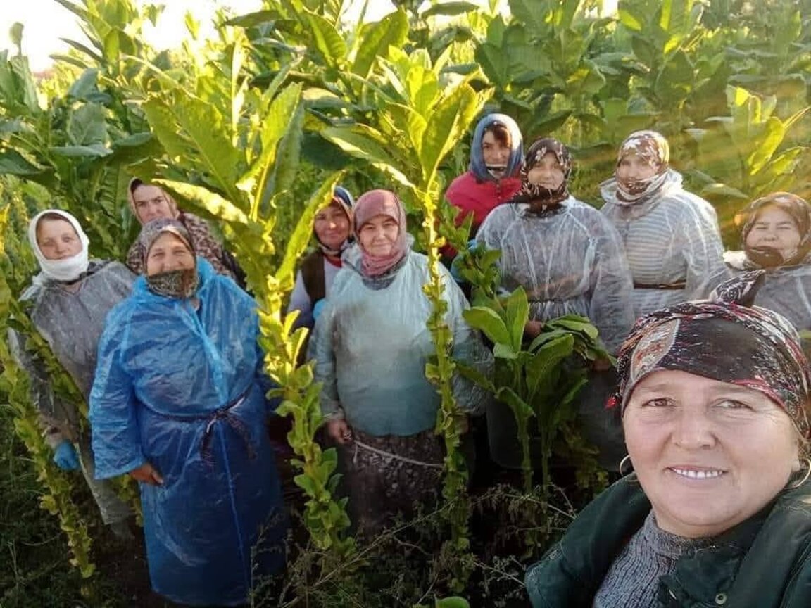 Започна изплащането по интервенцията „Преходна национална помощ за тютюна“