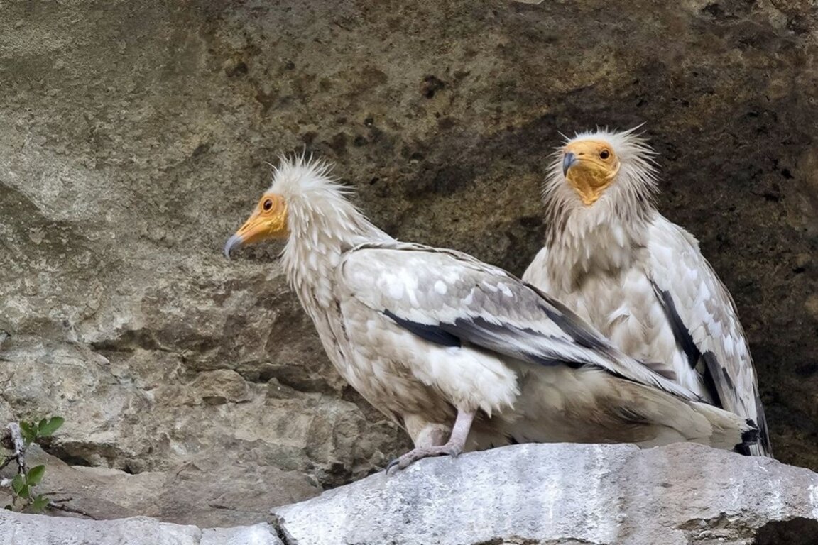 Излюпи се първото бебе египетски лешояд в Провадия
