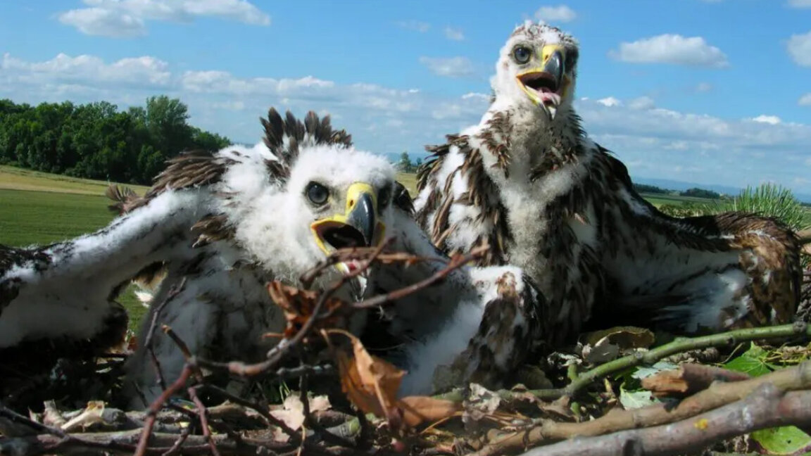 Një numër rekord Shqiponjash Perandorake të Lindjes kanë lindur në Bullgari këtë vit