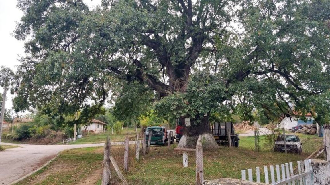 Veliçka halkı köydeki asırlık meşe ağaçları ile gurur duyuyor