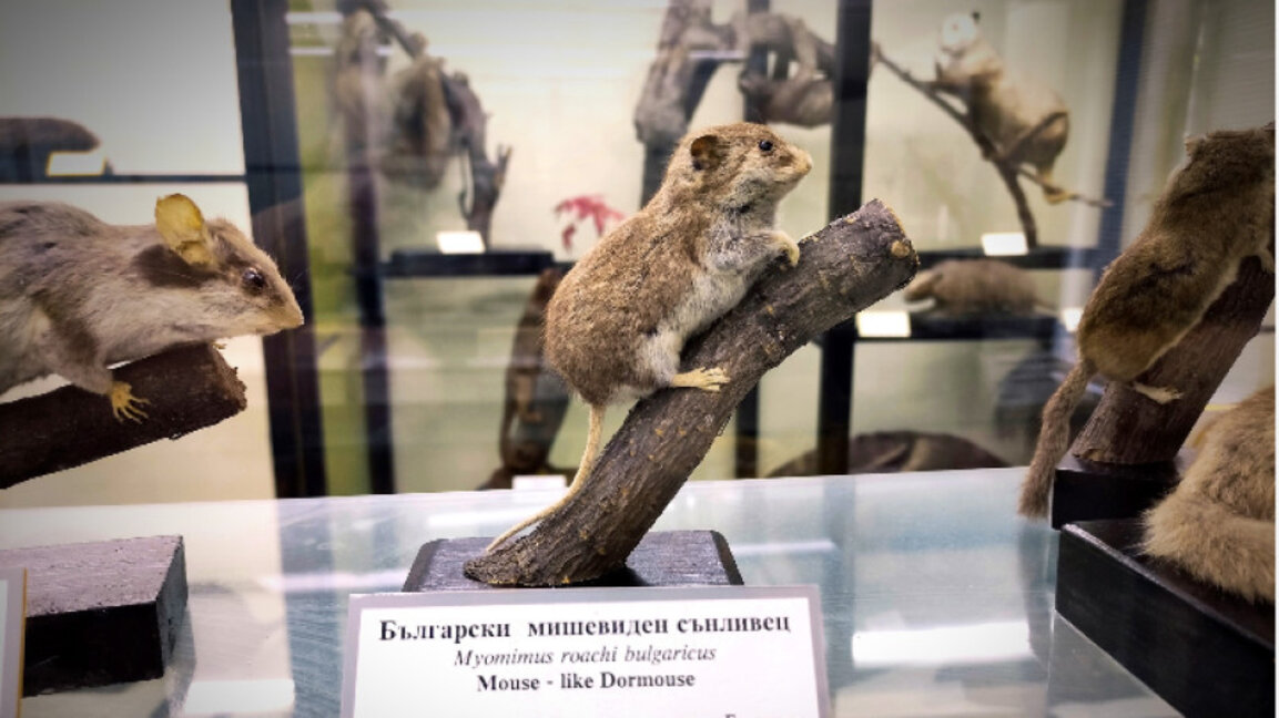 Мониторинг на сънливците в Хасковско и Кърджалийско проведоха от РИОСВ