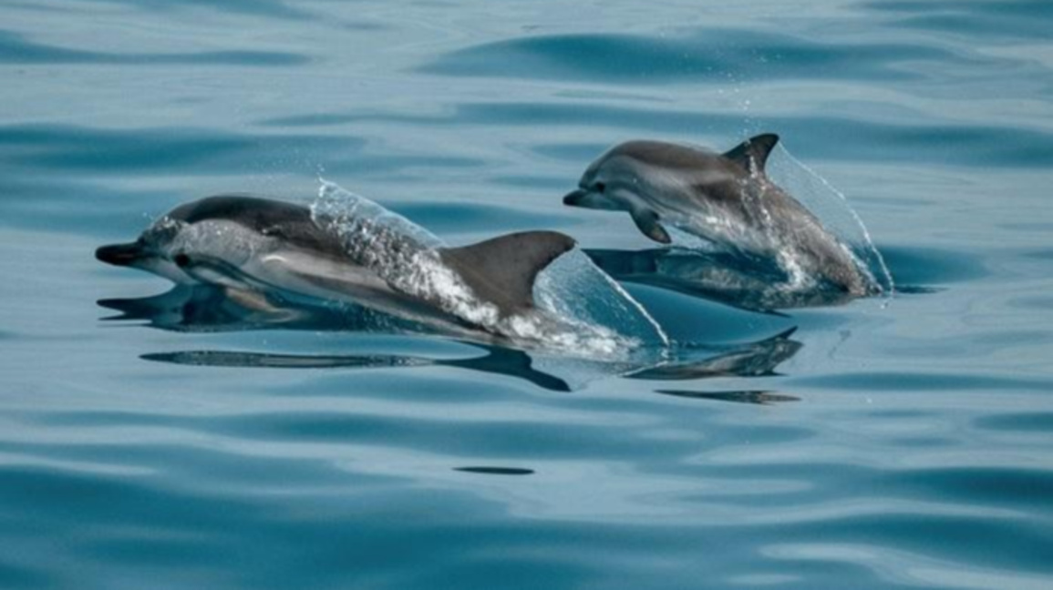 Задушаване в рибарски мрежи е причина за смъртта на делфини и птици край Шабла