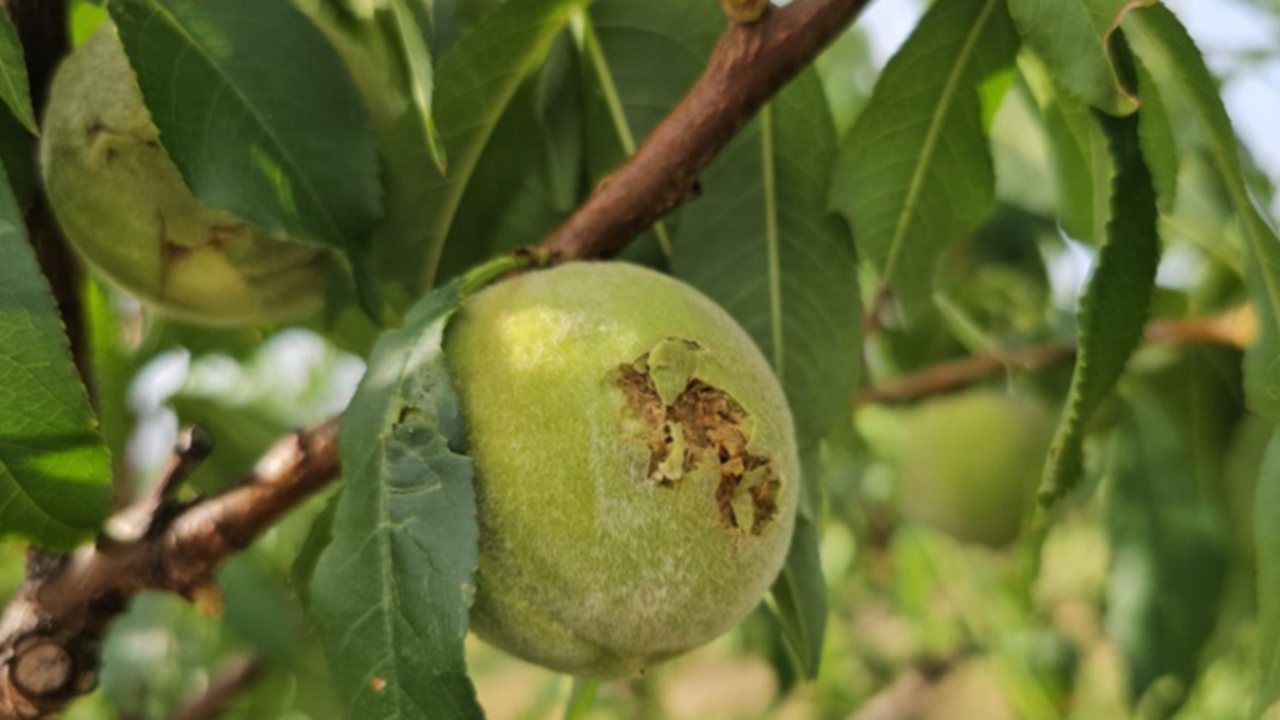 Geçen hafta yaşanan fırtınalar 1800 hektarlık topraklara hasar getirdi