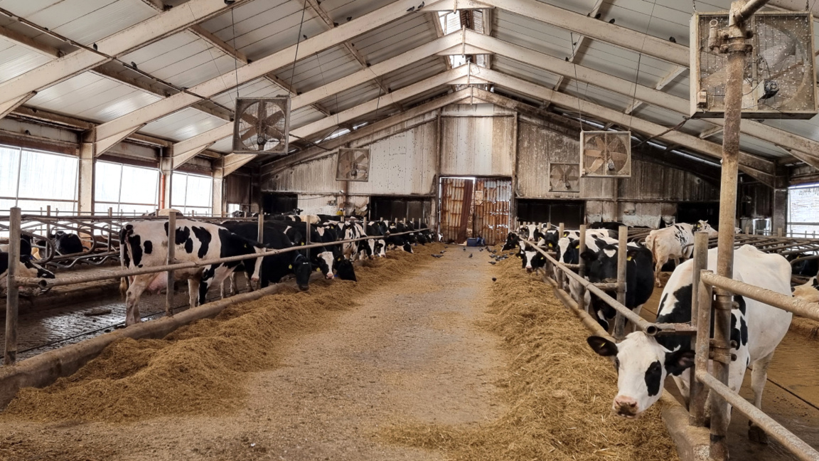 Les distorsions du marché entraînent la fermeture de fermes laitières