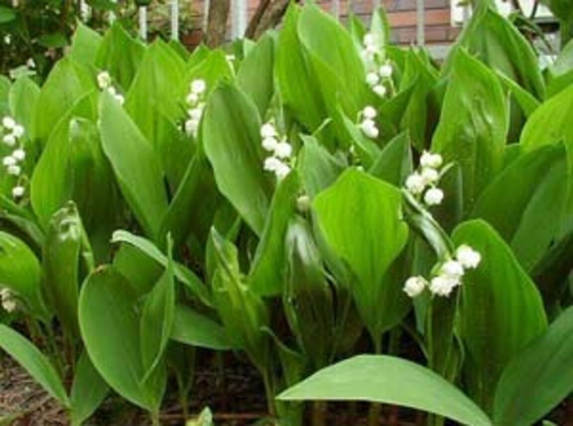 До 20 градуса в понеделник