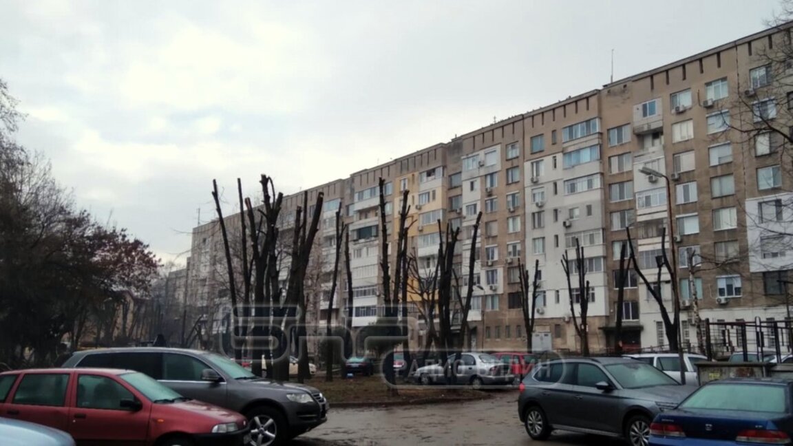 Какви грижи полага Община Видин за дърветата в градската част?