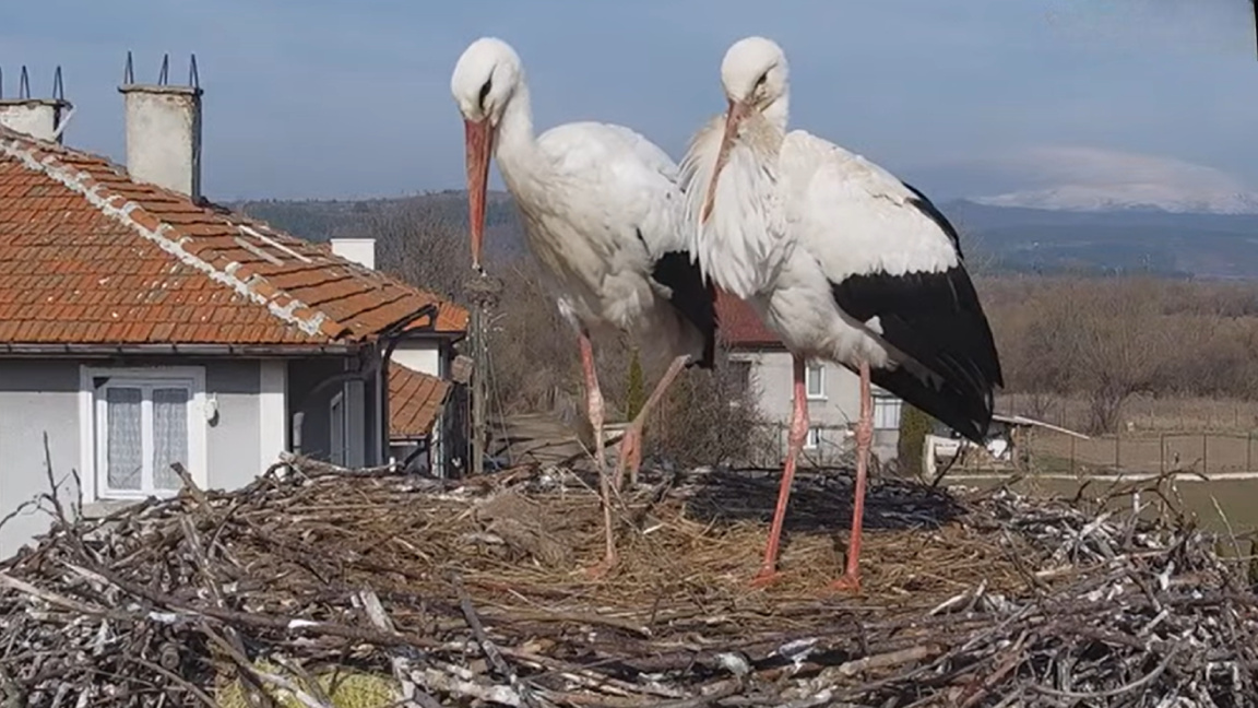 Un reality con Drago y Draga: la familia de cigüeñas más famosa de Bulgaria 