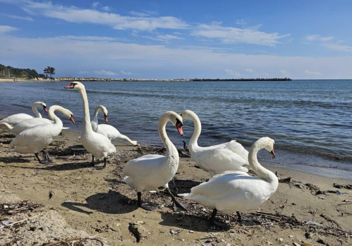 Грациозните лебеди във Варна