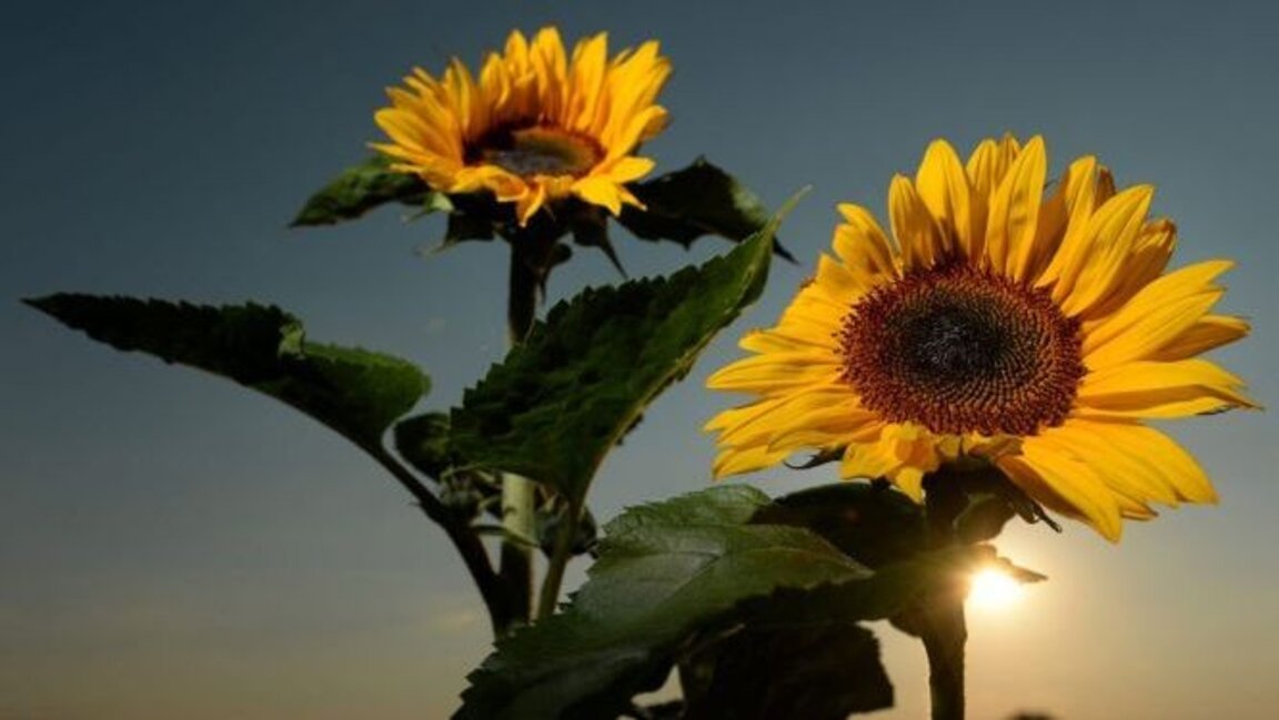 Във вторник 42°, от сряда - валежи