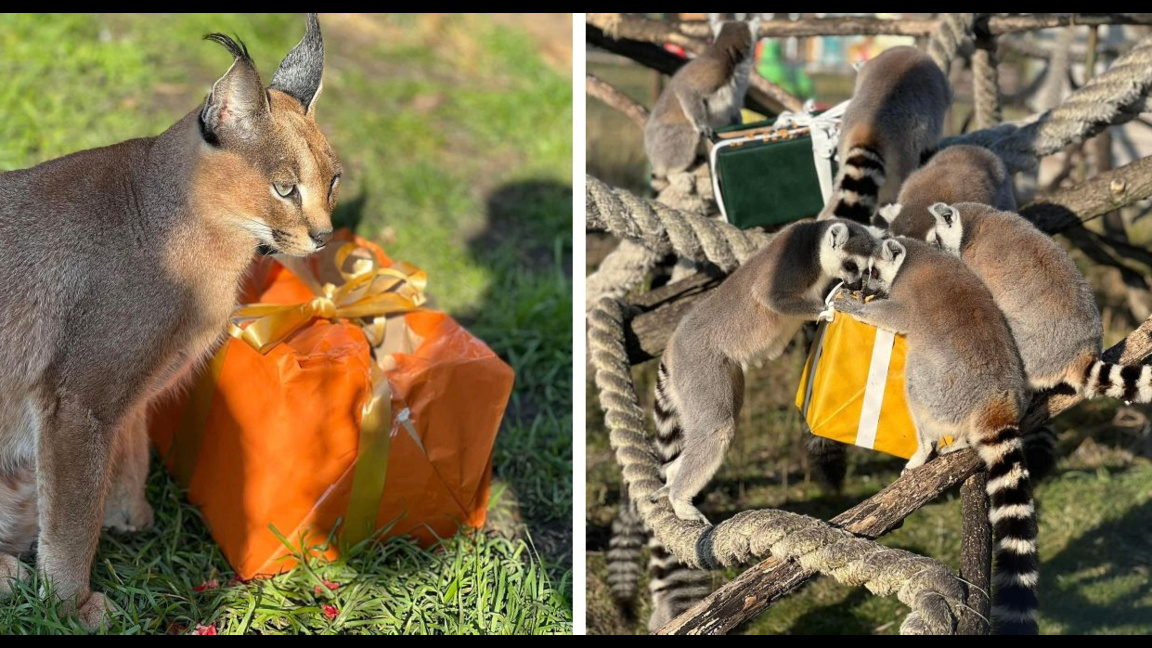 Les animaux du zoo de Bourgas ont reçu des cadeaux du père Noël