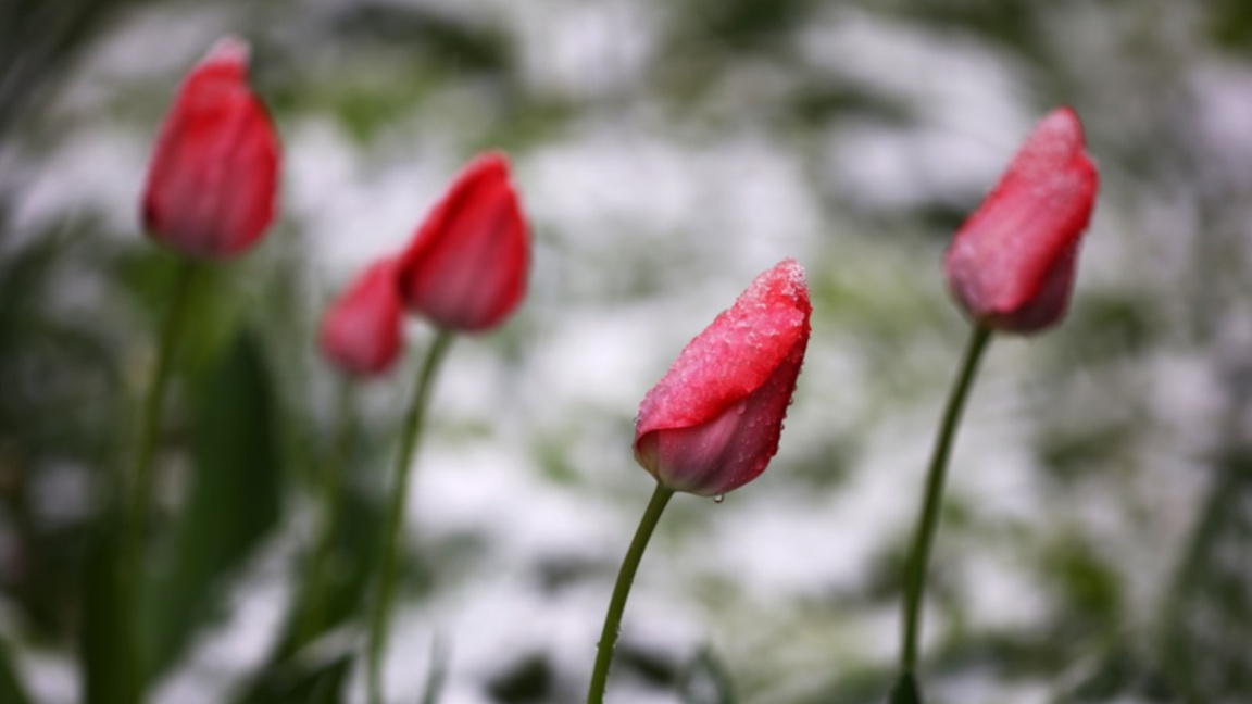 Parashikimi i motit për 22 prillin