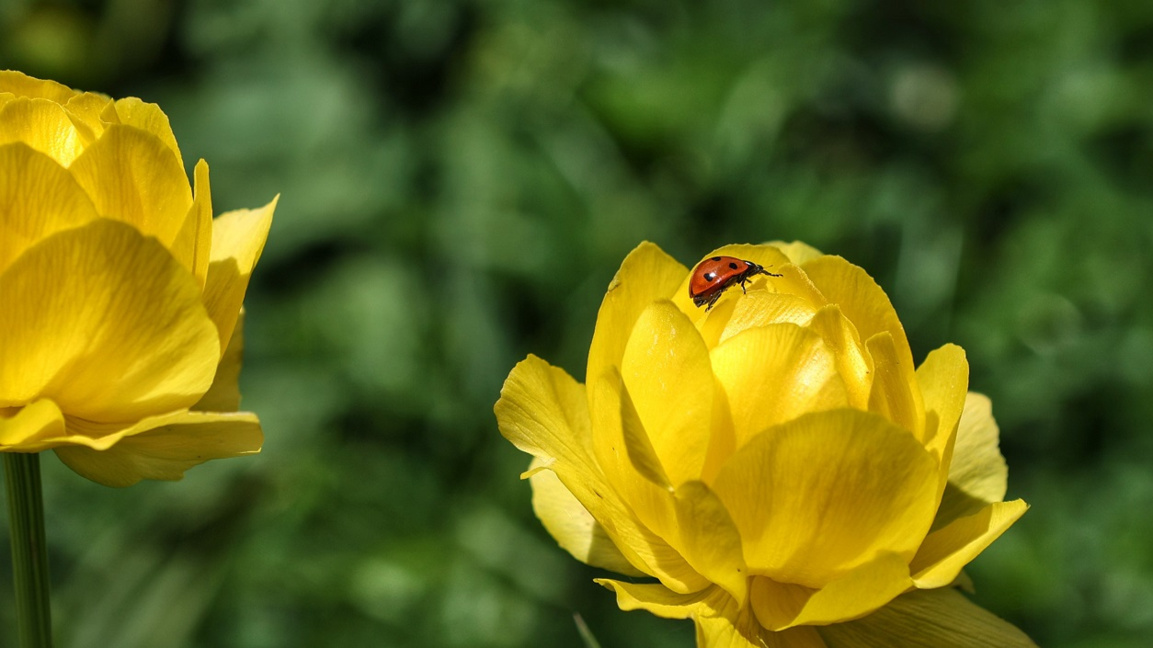 Parashikimi i motit për 12 maj 2026