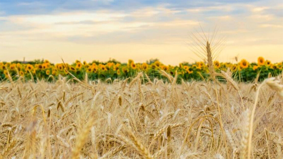 Landwirte erhalten 63 Millionen Lewa Unterstützung wegen Getreideimporte aus der Ukraine