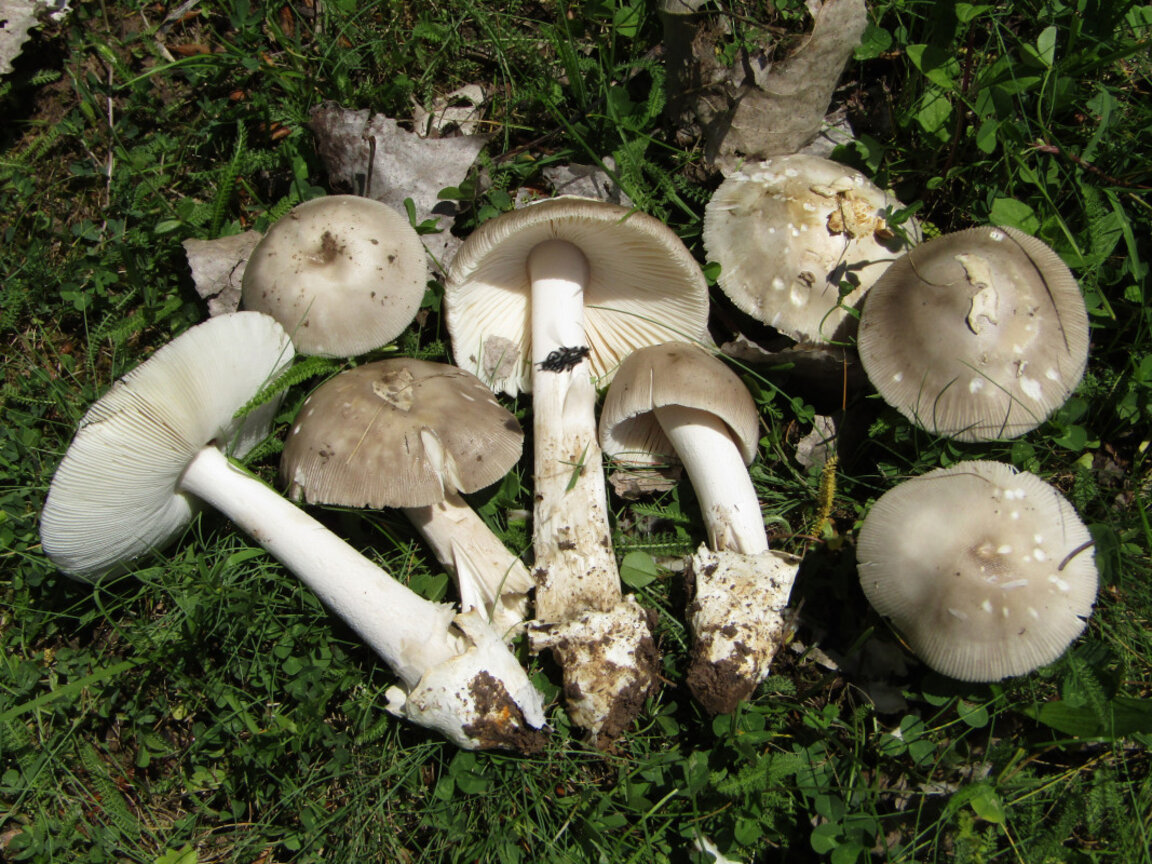 широковолвена мухоморка - Amanita amplivelata