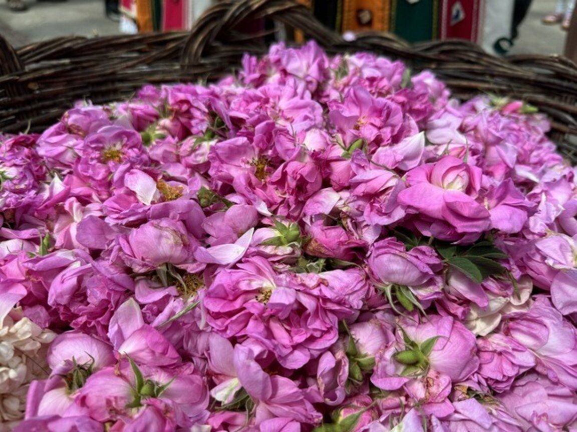 Producers of essential oils in Bulgaria discuss the path to sustainable development