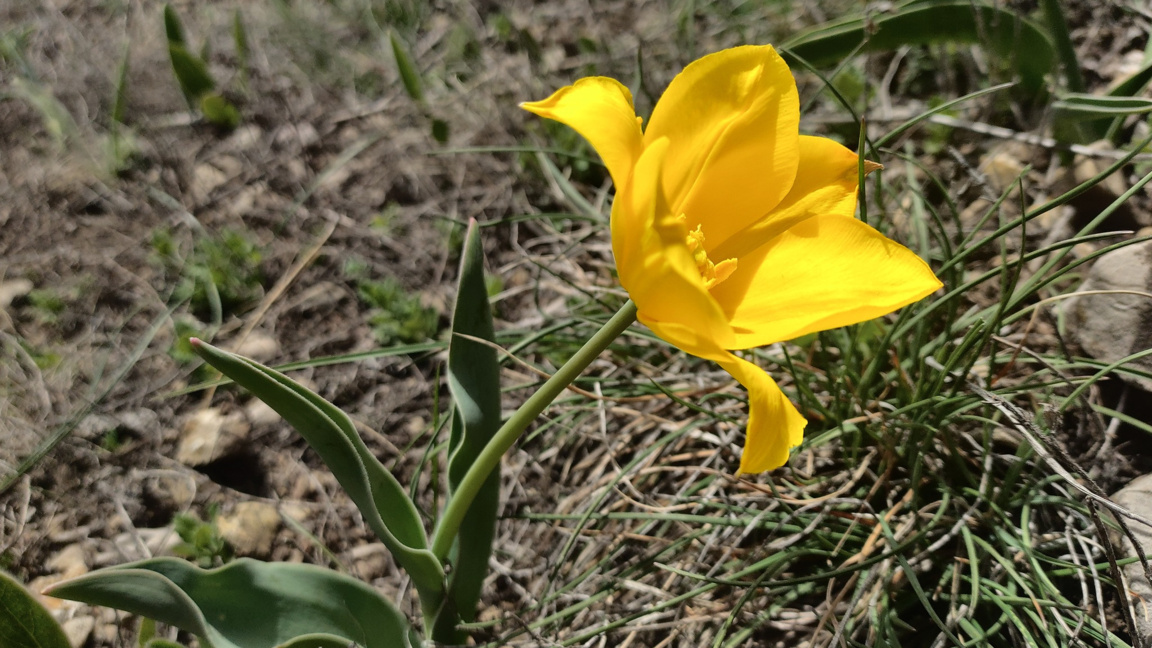 Урумово лале (Tulipa urumoffii) Голо бърдо 17.04.2025 г. 1100 мнв