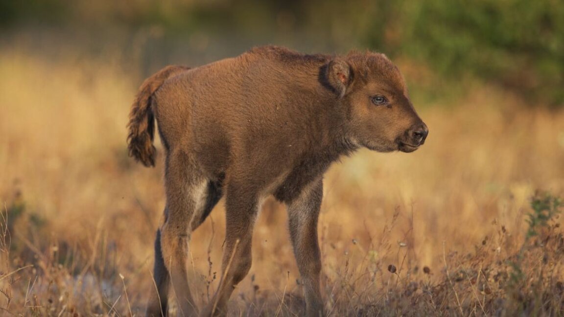 3 bébés bisons d'Europe sont nés dans le Rhodope oriental...