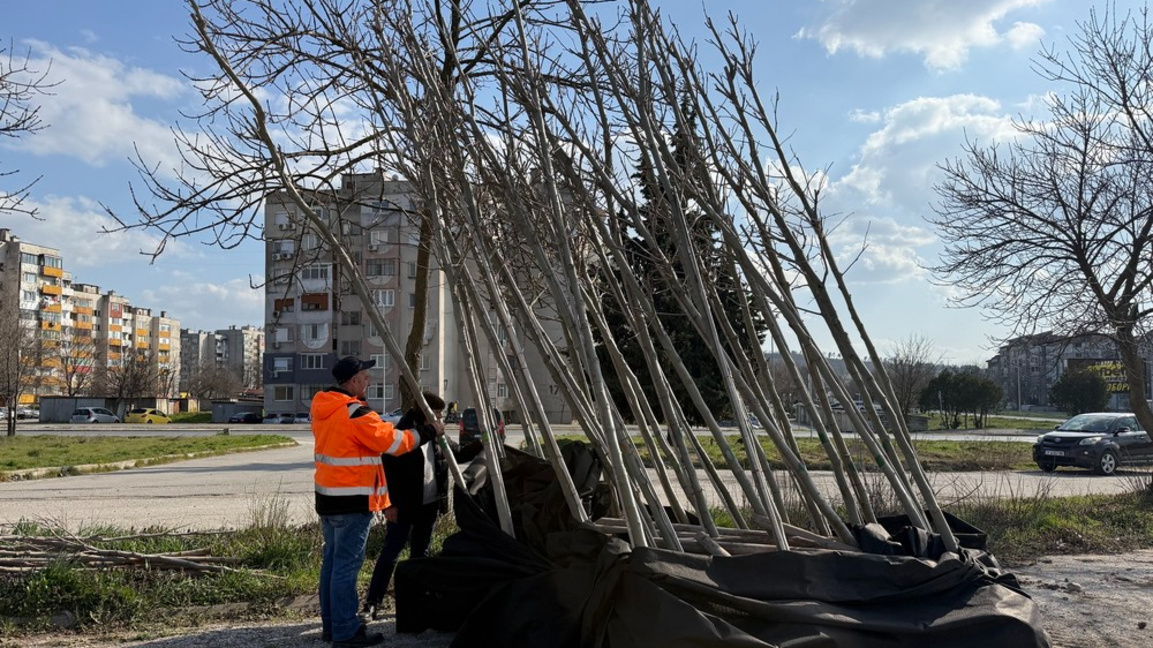 Засаждат 200 млади чинара в Ямбол...