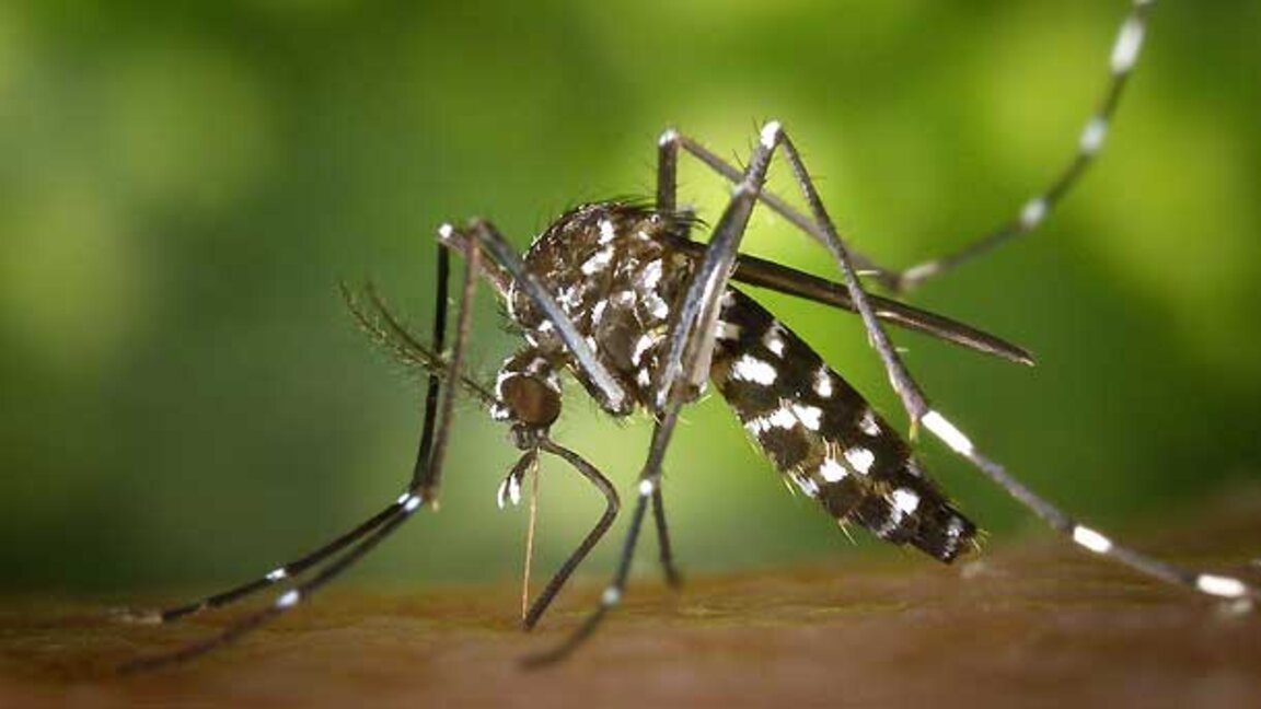 La chasse aux moustiques tigres est ouverte...