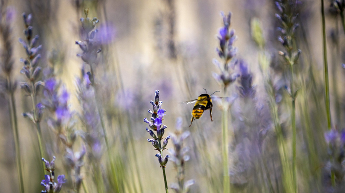 Учени създадоха изкуствен прашец за спасяване на пчелите