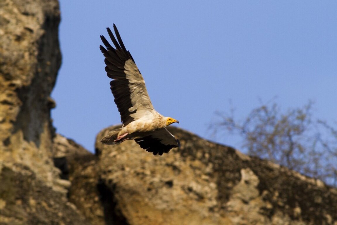 Vautour percnoptère