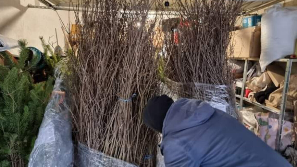 Гората.бг подарява 16 000 дръвчета на перничани