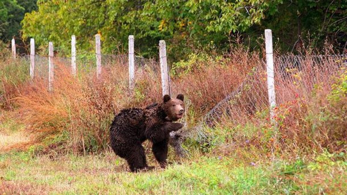 Мечка слезе посред бял ден в габровско село