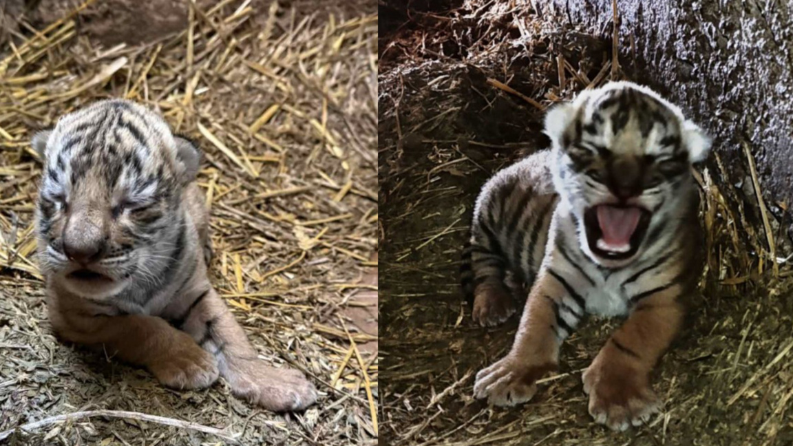 Un bébé tigre est né au zoo de Stara Zagora…