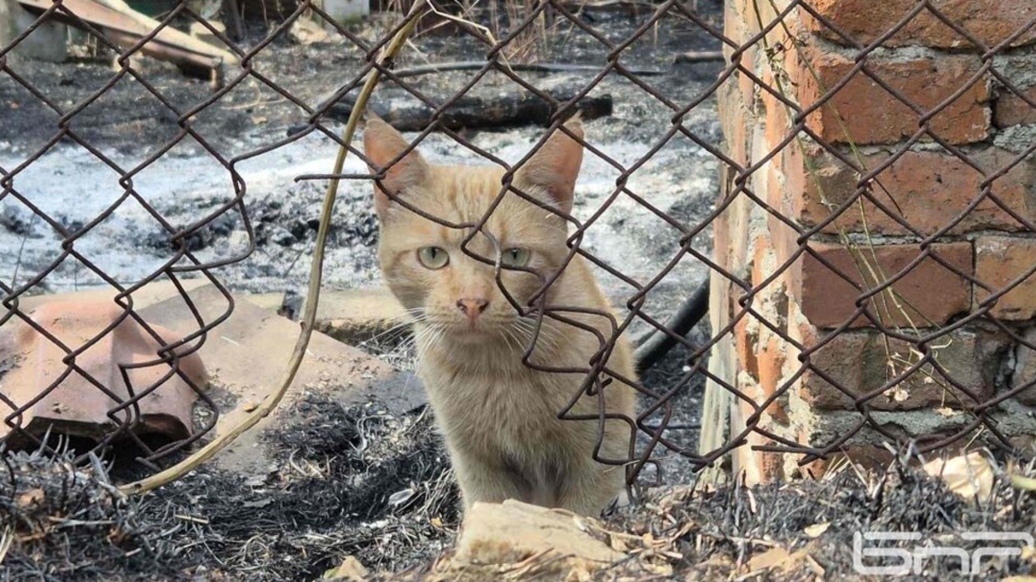 бездомна котка