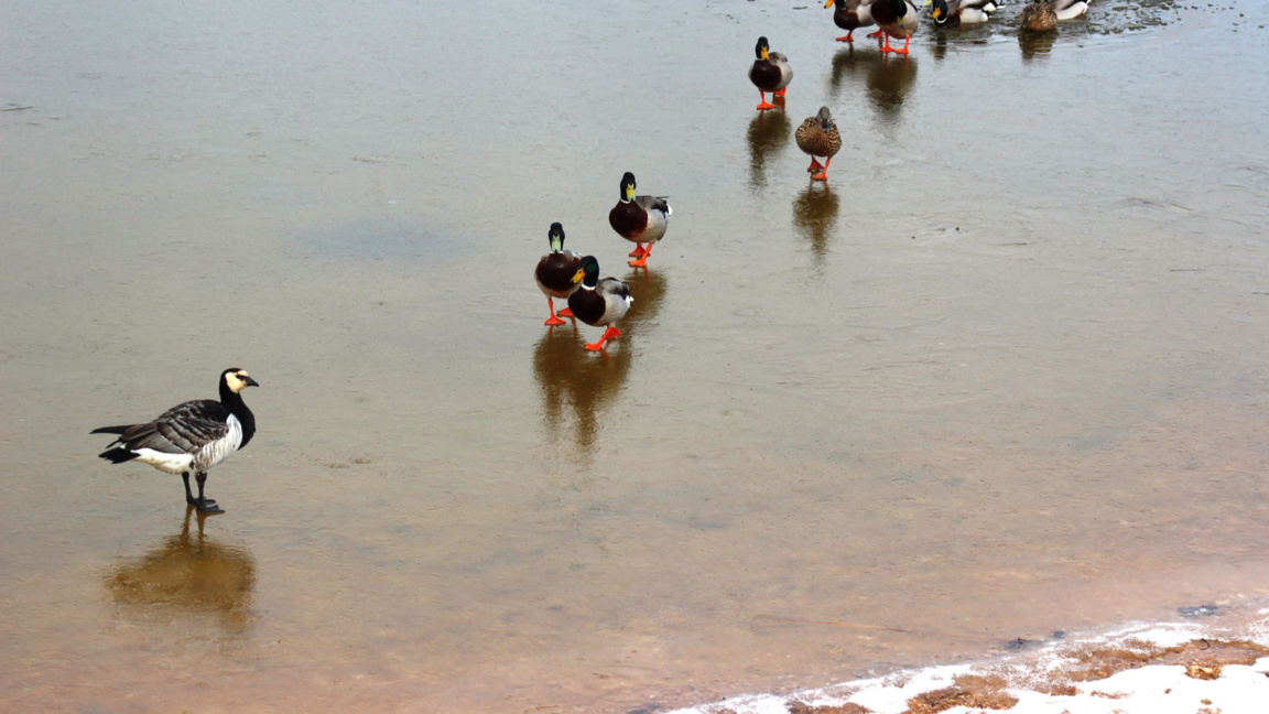 Около 30 хиляди водолюбиви птици бяха преброени край река Места и язовир Доспат