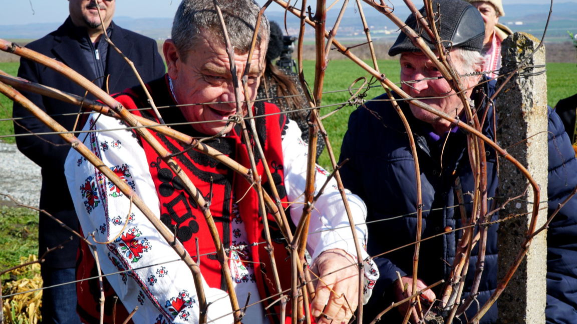 И в Камено ритуално зарязаха лозята 