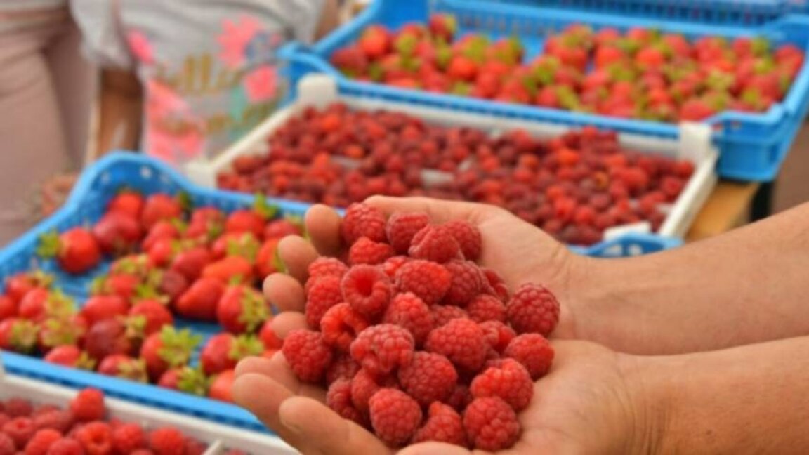 Çilek ve ahududu yetiştiricileri için hasat sezonu zor oldu