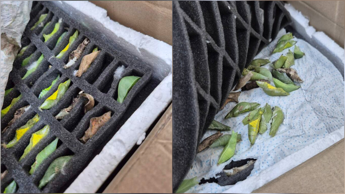 Frenan un intento de contrabando de crisálidas de mariposas tropicales