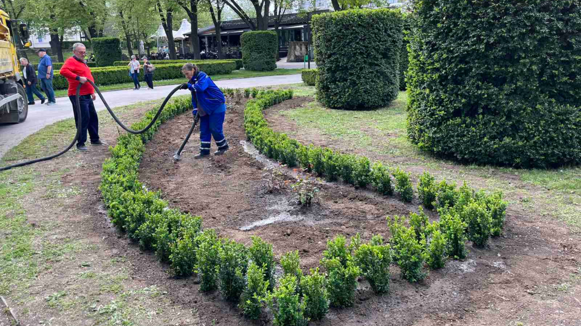 Засаждат над 1000 нови чимшира в Крайдунавския парк във Видин