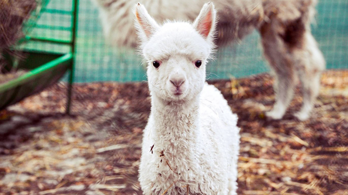 Пухкавото чудо Инди – Софийският зоопарк с ново алпака попълнение 