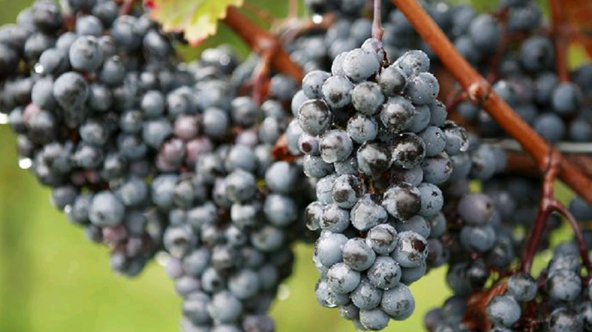 Вино пият петдесет юнака