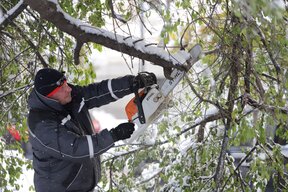 Продължава разчистването на паднали дървета и клони в София
