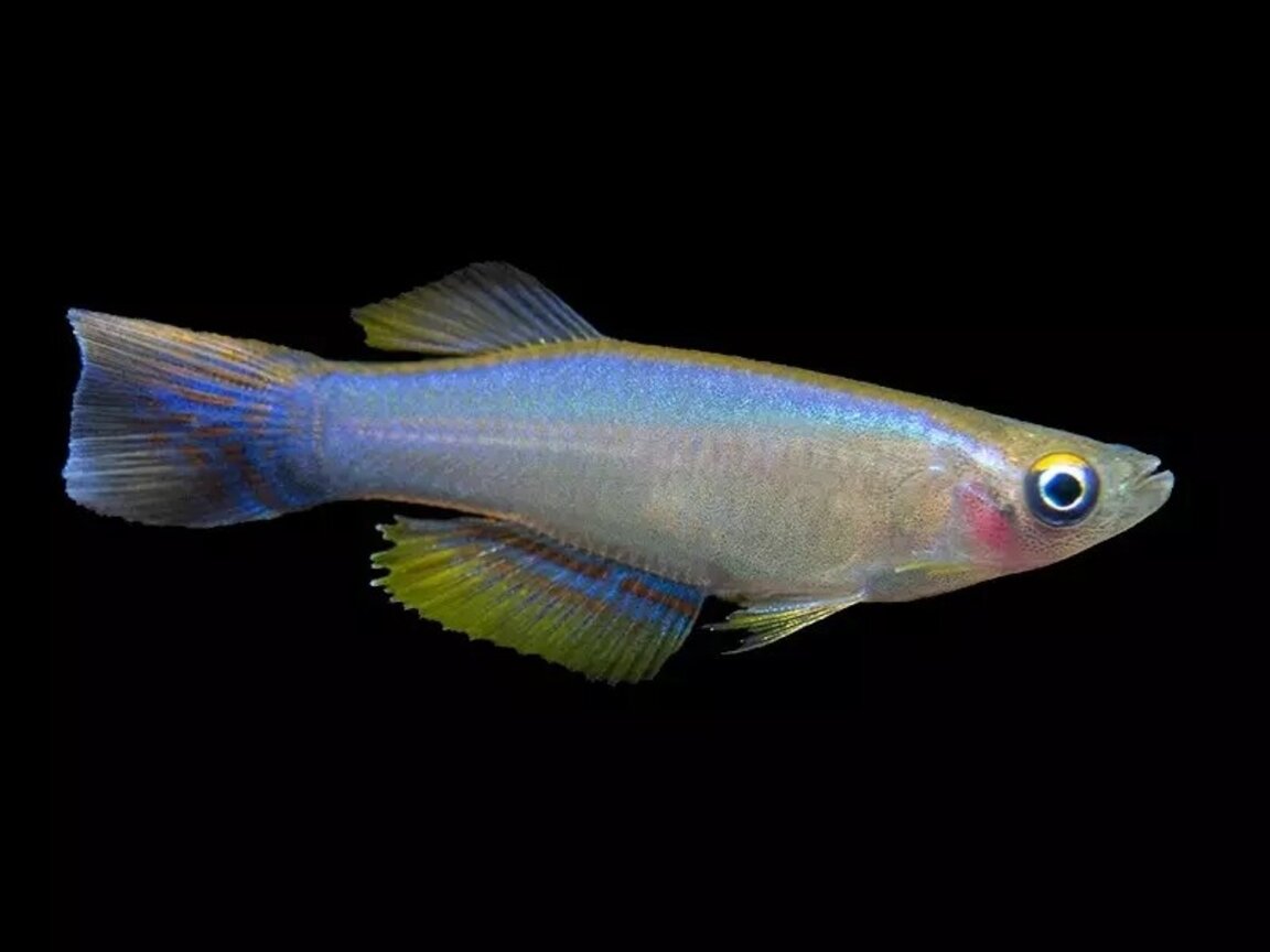 Полярниците ни докараха антарктически риби за музей в Пловдив