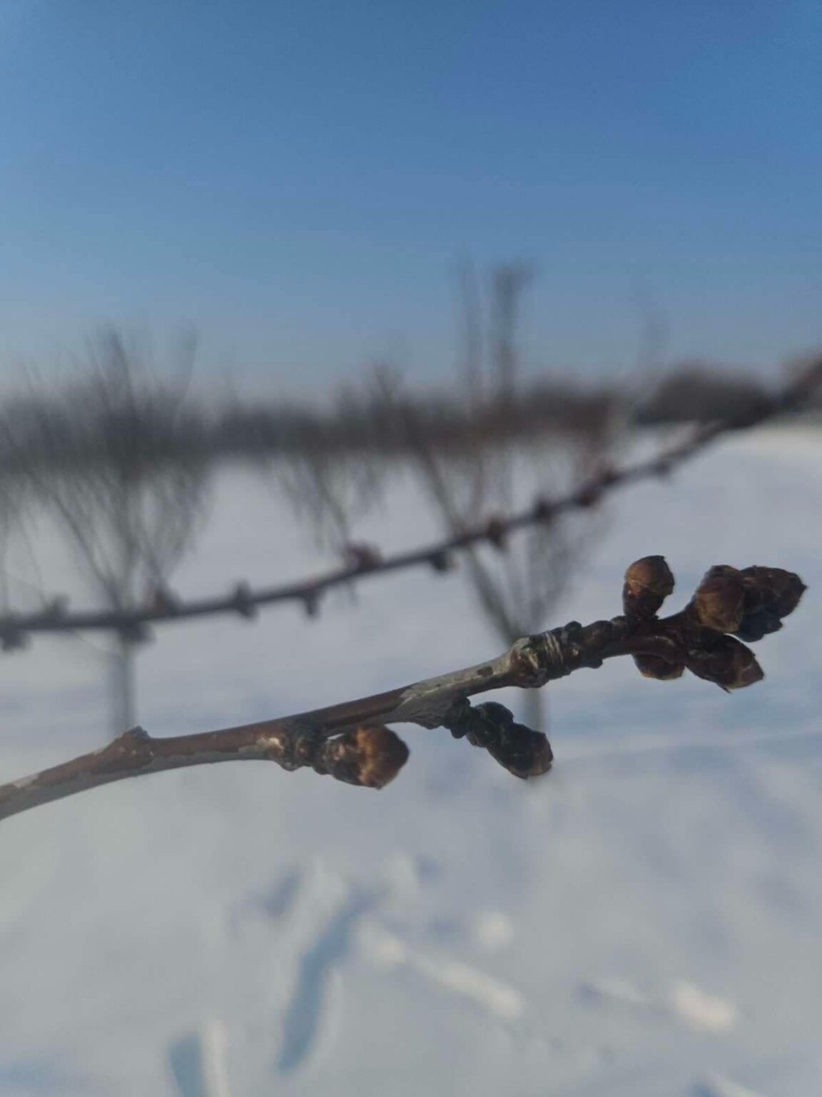 Студът порази овошки