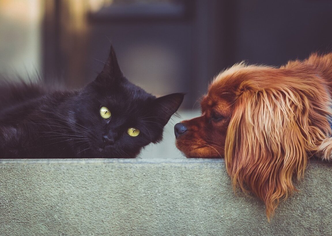 Défilé d'animaux de compagnie à  Roussé...