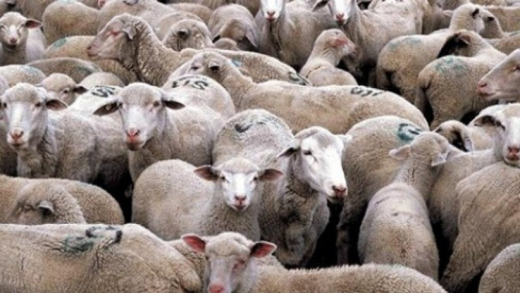 Пак отложиха решението за ваксинация на овцете и козите срещу шарка