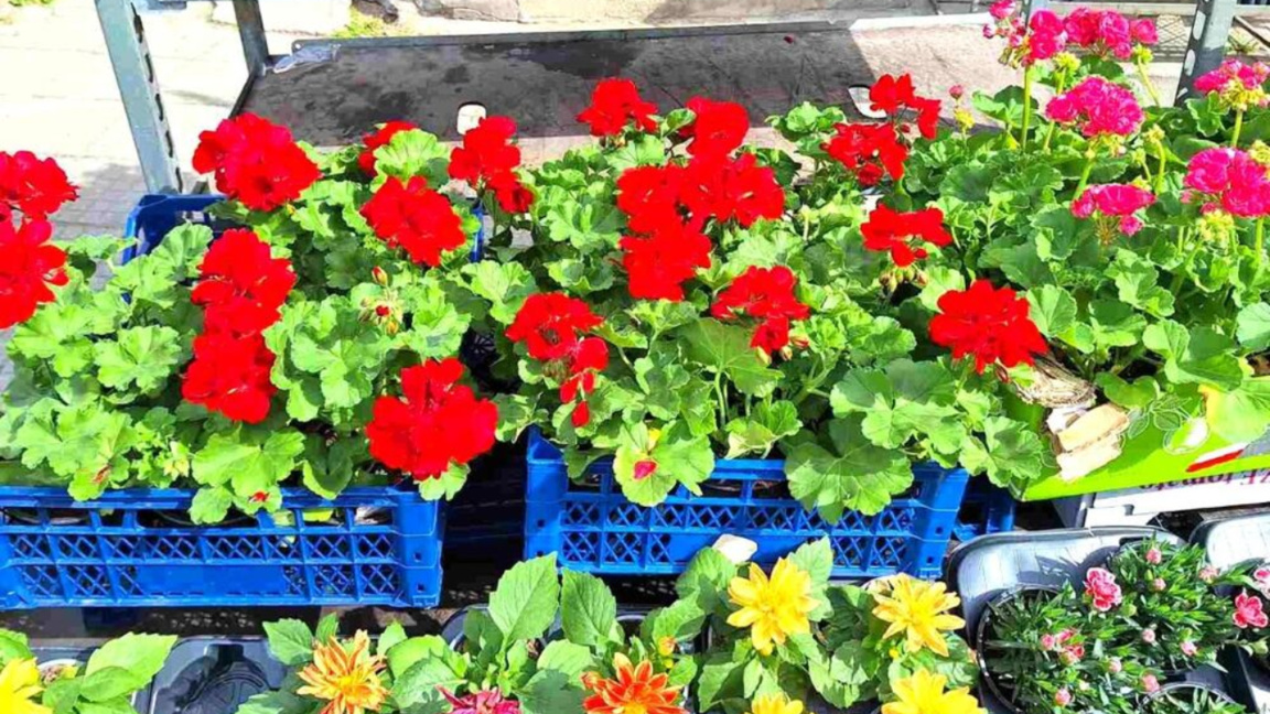 Έκθεση ανθοκομίας «Λουλουδένια άνοιξη» στο Πλόβντιβ