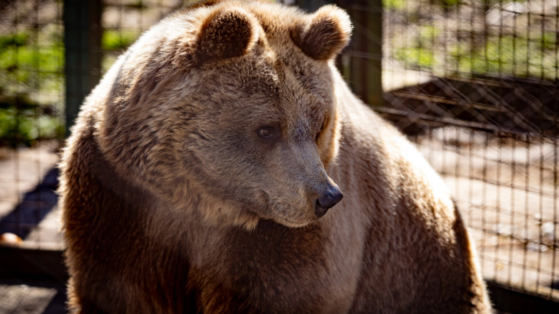 Две мечки от Аржентина започнаха нов жив...