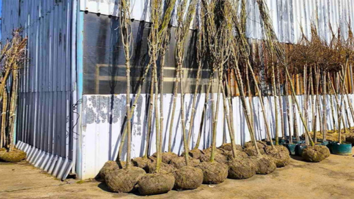 фиданки; засаждане на дръвчета