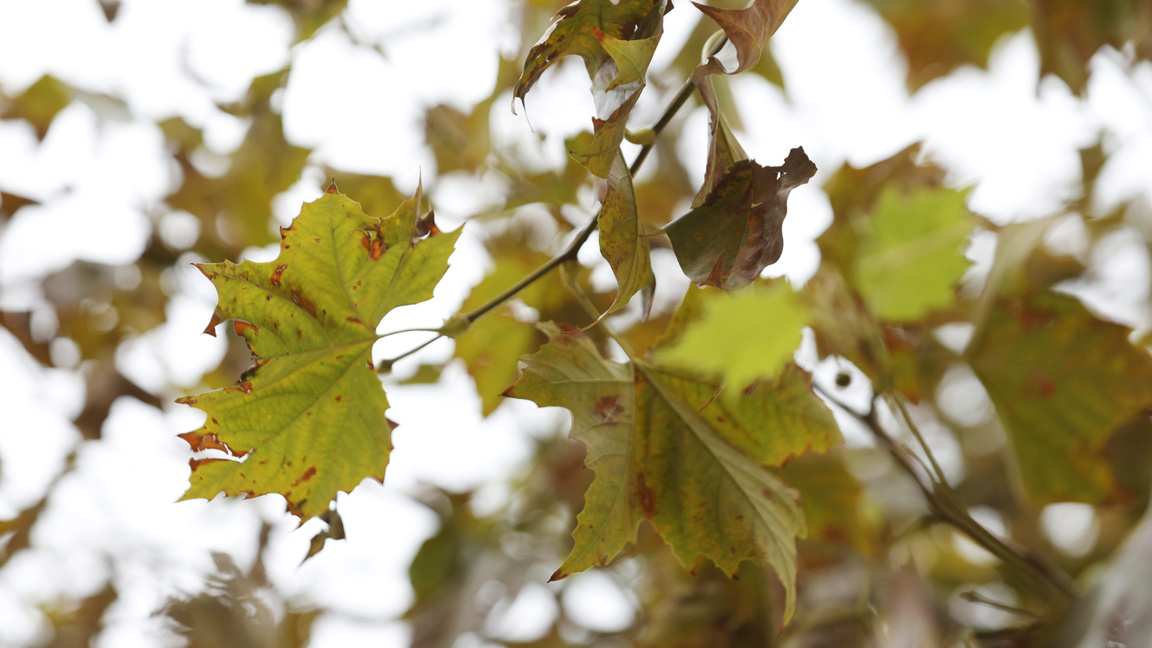 Cloudy weather with rain mainly in Southern Bulgaria